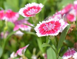 Dianthus, Alpine, Drought Tolerant
Garden Design
Calimesa, CA