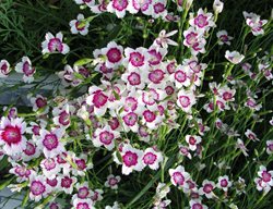 Dianthus Arctic Fire, Maiden Pink
Millette Photomedia

