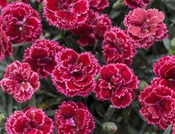 Dianthus Flower, Black Cherry Frost
Proven Winners
Sycamore, IL