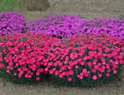 Dianthus Flowers, Dianthus Plant
Proven Winners
Sycamore, IL