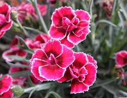 Dianthus, Flowers, Pruning
Pixabay
