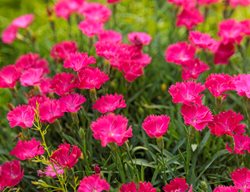 Dianthus Paint The Town Magenta, Pink Dianthus Flowers
Proven Winners
Sycamore, IL