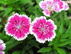 Dianthus, Pink And White Flower, Pinks
Pixabay
