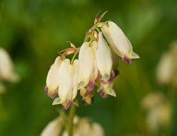 Dicentra Bleeding Heart Flower, Dicentra
Garden Design
Calimesa, CA
