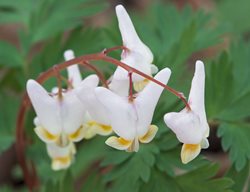 Dicentra Cucullaria, Dutchman’s Breeches, White Flower, Bleeding Heart
Shutterstock.com
New York, NY