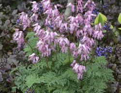 Dicentra Eximia, Fringed Bleeding Heart, Pink Flowers
Walters Gardens

