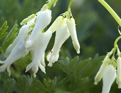 Dicentra Eximia, Snowdrift, White Flower
Walters Gardens
