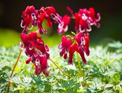Dicentra Formosa, Burning Hearts, Bleeding Heart, Red Flower
Shutterstock.com
New York, NY