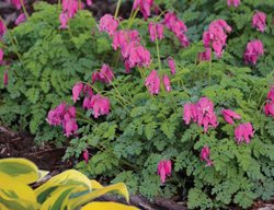 Dicentra, King Of Hearts, Bleeding Heart Plant
Walters Gardens
