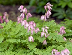 Dicentra, Luxuriant, Bleeding Heart Flower
Alamy Stock Photo
Brooklyn, NY