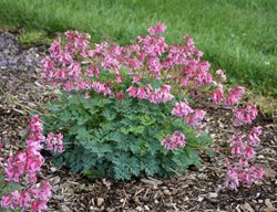 Dicentra Pink Diamonds, Fern Leaved Bleeding Heart
Proven Winners
Sycamore, IL
