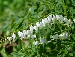 Dicentra Spectabilis, Alba, White Bleeding Heart
Shutterstock.com
New York, NY