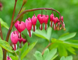Dicentra Spectabilis, Common Bleeding Heart, Old-Fashioned Bleeding Heart
Shutterstock.com
New York, NY