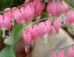 Dicentra Spectabilis, Common Bleeding Heart Plant
Walters Gardens
