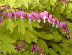 Dicentra Spectabilis, Gold Heart, Old-Fashioned Bleeding Heart
Walters Gardens
