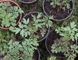 Dicentra Spectabilis, Potted Plant, Common Bleeding Heart
Shutterstock.com
New York, NY