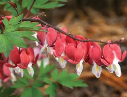 Dicentra Spectabilis, Valentine Bleeding Heart Plant
Walters Gardens
