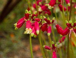 Dichelostemma Ida-Maia
Garden Design
Calimesa, CA