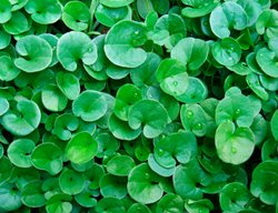 Dichondra Repens, Kidney Weed
Shutterstock.com
New York, NY