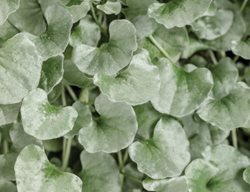 Dichondra Silver Falls, Dichondra Argentea
Proven Winners
Sycamore, IL