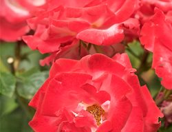 Dick Clark Rose, Grandiflora Rose
Garden Design
Calimesa, CA