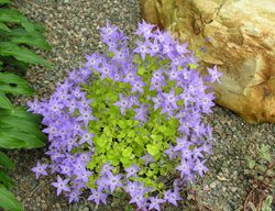 Dickson's Gold Campanula, Campanula Garganica 'aurea'
Millette Photomedia

