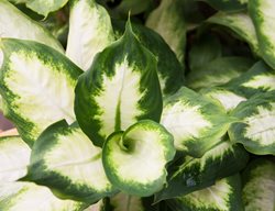 Dieffenbachia 'camille', Green And White Houseplant
Shutterstock.com
New York, NY