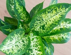 Dieffenbachia 'compacta', Green And White Houseplant
Shutterstock.com
New York, NY