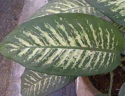 Dieffenbachia Seguine, Dumb Cane Plant
Shutterstock.com
New York, NY