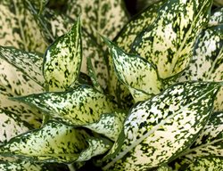 Dieffenbachia 'star Bright', Dieffenbachia Houseplant
Shutterstock.com
New York, NY