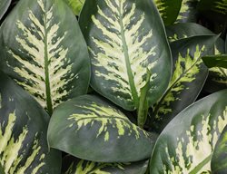 Dieffenbachia 'tropic Snow', Dumb Cane Houseplant
Shutterstock.com
New York, NY