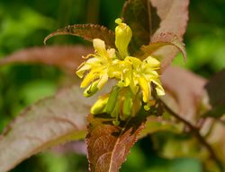 Diervilla Lonicera
Shutterstock.com
New York, NY