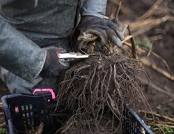 Dig Up Dahlias
Garden Design
Calimesa, CA