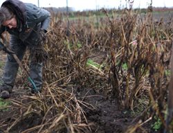 Dig Up Dahlias
Garden Design
Calimesa, CA