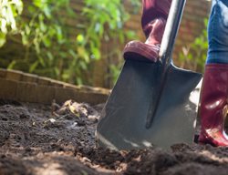 Digging Hole, Shovel In Dirt
Shutterstock.com
New York, NY