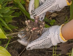 Digging Up Bulbs, Flower Bulbs
Shutterstock.com
New York, NY