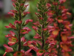 Digiplexis Illumination, Hybrid Foxglove
Millette Photomedia
