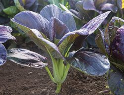 Direct Sow Your Salad Garden
Garden Design
Calimesa, CA