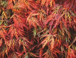 ‘dissectum Atropurpureum’
Garden Design
Calimesa, CA