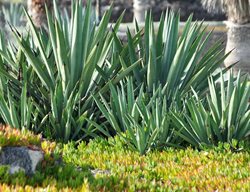 Divide Agave
Garden Design
Calimesa, CA