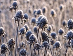 Divide Certain Perennials
Garden Design
Calimesa, CA