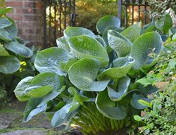 Divide Hostas
Garden Design
Calimesa, CA