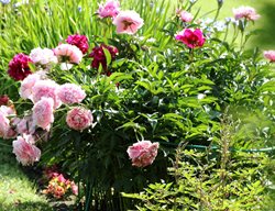 Divide Or Plant Peonies 
Garden Design
Calimesa, CA