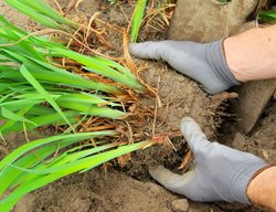 Divide Perennials
Garden Design
Calimesa, CA