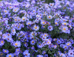 Divide Perennials
Garden Design
Calimesa, CA