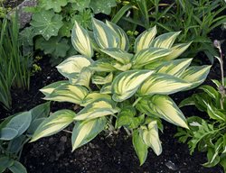 Divide Summer- And Fall-Blooming Perennials
Garden Design
Calimesa, CA