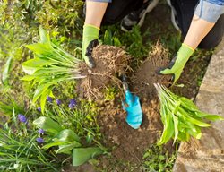 Dividing Hosta Plants, How To Divide Perennials
Shutterstock.com
New York, NY