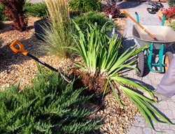Dividing Iris Plants
Shutterstock.com
New York, NY