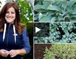 Dividing Perennials
Garden Design
Calimesa, CA