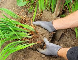 Dividing Plants, Dividing Perennial Plants
Shutterstock.com
New York, NY